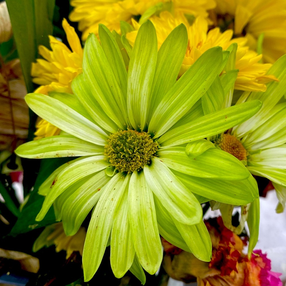 Meet your Posher, Dakota